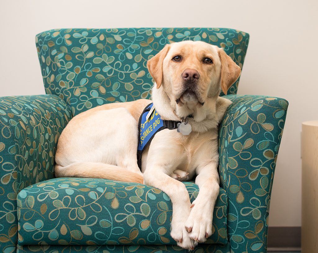 Dorado, Accredited Facility Dog